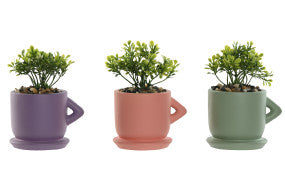 PLANTA CEMENTO TAZA